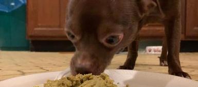 New Vision Class Wins First Place for “Mutt Mash”